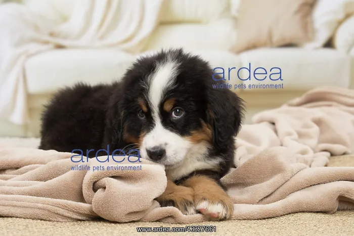 : 80194359 Dog - Bernese Mountain puppy Jean-Michel : 80194359 Dog - Bernese Mountain puppy Jean-Michel