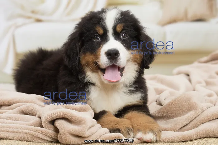 : 80194360 Dog - Bernese Mountain puppy Jean-Michel : 80194360 Dog - Bernese Mountain puppy Jean-Michel