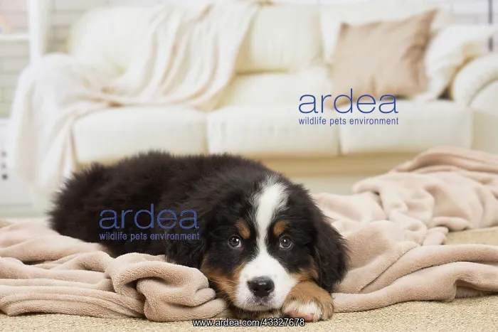  : 80194361 Dog - Bernese Mountain puppy Jean-Michel