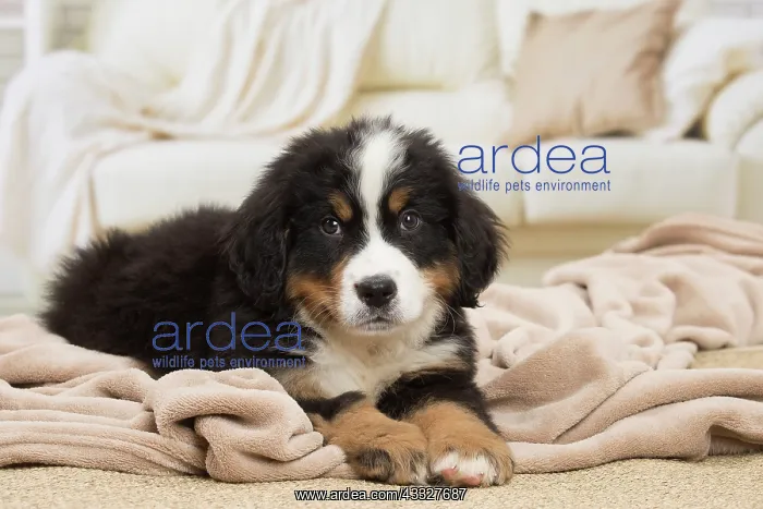 : 80194362 Dog - Bernese Mountain puppy Jean-Michel : 80194362 Dog - Bernese Mountain puppy Jean-Michel