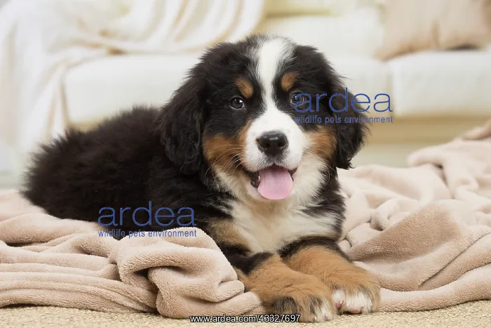 : 80194363 Dog - Bernese Mountain puppy Jean-Michel : 80194363 Dog - Bernese Mountain puppy Jean-Michel