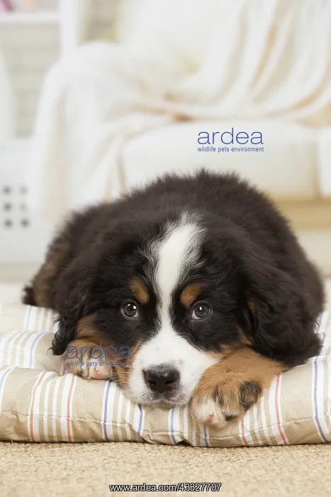 : 80194364 Dog - Bernese Mountain puppy Jean-Michel : 80194364 Dog - Bernese Mountain puppy Jean-Michel