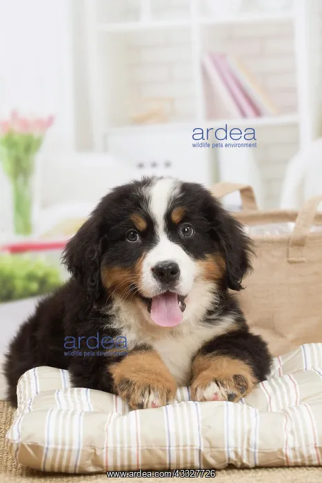 : 80194366 Dog - Bernese Mountain puppy Jean-Michel : 80194366 Dog - Bernese Mountain puppy Jean-Michel