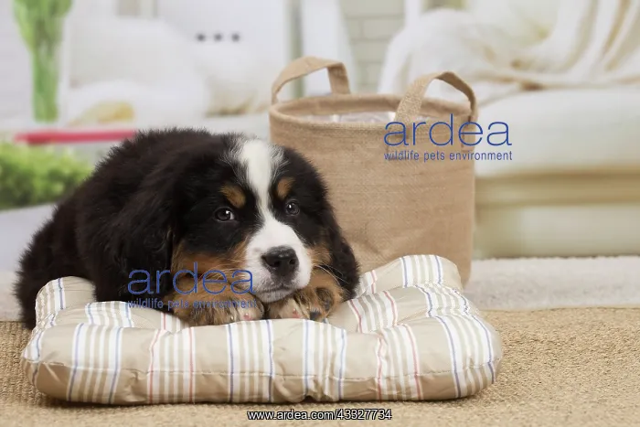 : 80194367 Dog - Bernese Mountain puppy Jean-Michel : 80194367 Dog - Bernese Mountain puppy Jean-Michel