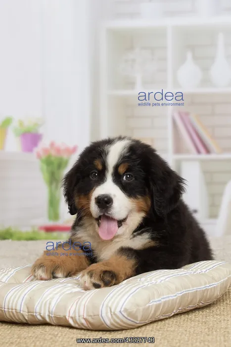 : 80194368 Dog - Bernese Mountain puppy Jean-Michel : 80194368 Dog - Bernese Mountain puppy Jean-Michel