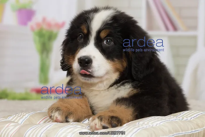 : 80194369 Dog - Bernese Mountain puppy Jean-Michel : 80194369 Dog - Bernese Mountain puppy Jean-Michel