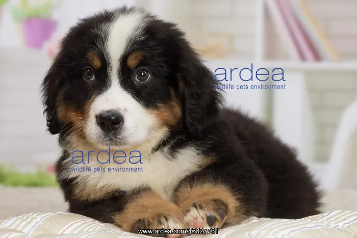 : 80194370 Dog - Bernese Mountain puppy Jean-Michel : 80194370 Dog - Bernese Mountain puppy Jean-Michel