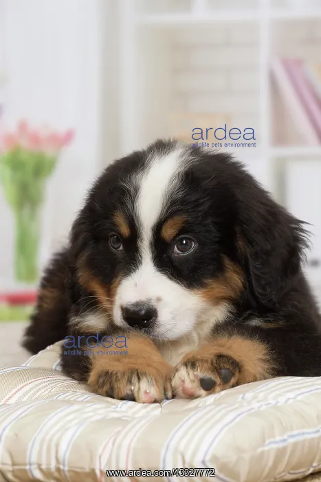  : 80194371 Dog - Bernese Mountain puppy Jean-Michel