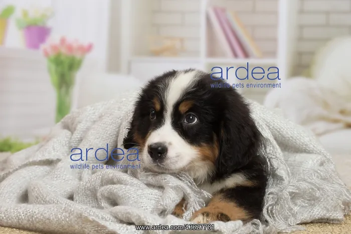 : 80194372 Dog - Bernese Mountain puppy Jean-Michel : 80194372 Dog - Bernese Mountain puppy Jean-Michel