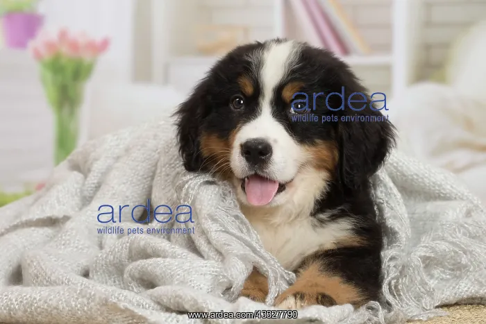 : 80194373 Dog - Bernese Mountain puppy Jean-Michel : 80194373 Dog - Bernese Mountain puppy Jean-Michel