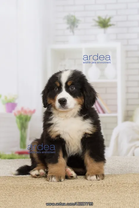 : 80194374 Dog - Bernese Mountain puppy Jean-Michel : 80194374 Dog - Bernese Mountain puppy Jean-Michel