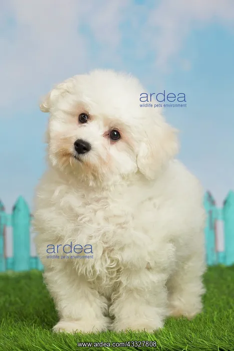 : 80194375 Dog - Bichon Frise puppy Jean-Michel Labat : 80194375 Dog - Bichon Frise puppy Jean-Michel Labat