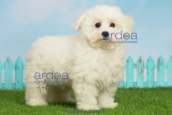: 80194376 Dog - Bichon Frise puppy Jean-Michel Labat : 80194376 Dog - Bichon Frise puppy Jean-Michel Labat