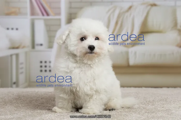 : 80194379 Dog - Bichon Frise puppy Jean-Michel Labat : 80194379 Dog - Bichon Frise puppy Jean-Michel Labat