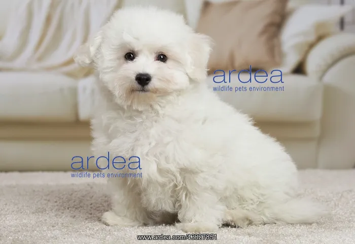 : 80194380 Dog - Bichon Frise puppy Jean-Michel Labat : 80194380 Dog - Bichon Frise puppy Jean-Michel Labat