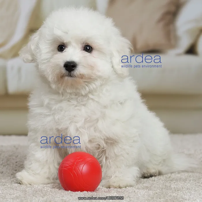 : 80194381 Dog - Bichon Frise puppy Jean-Michel Labat : 80194381 Dog - Bichon Frise puppy Jean-Michel Labat
