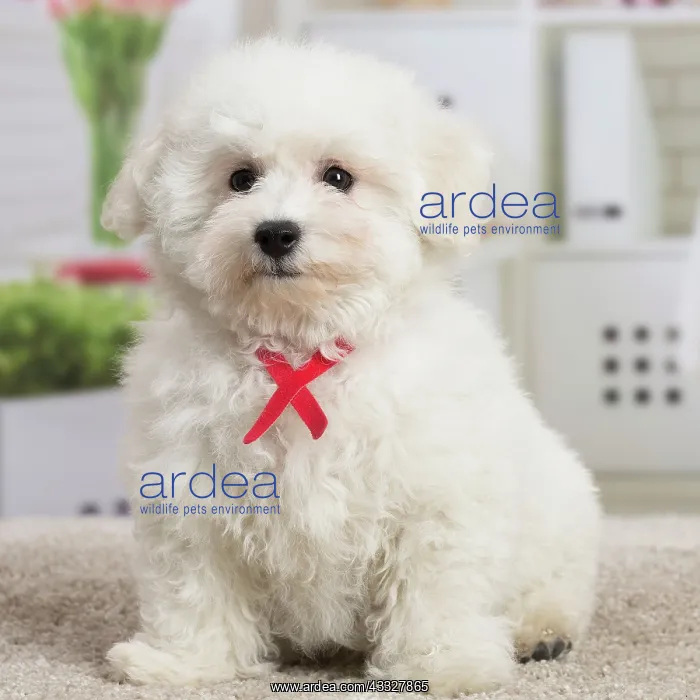 : 80194382 Dog - Bichon Frise puppy Jean-Michel Labat : 80194382 Dog - Bichon Frise puppy Jean-Michel Labat