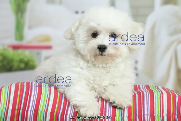 : 80194383 Dog - Bichon Frise puppy Jean-Michel Labat : 80194383 Dog - Bichon Frise puppy Jean-Michel Labat