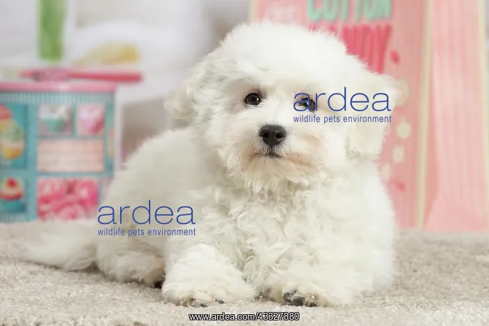 : 80194384 Dog - Bichon Frise puppy Jean-Michel Labat : 80194384 Dog - Bichon Frise puppy Jean-Michel Labat