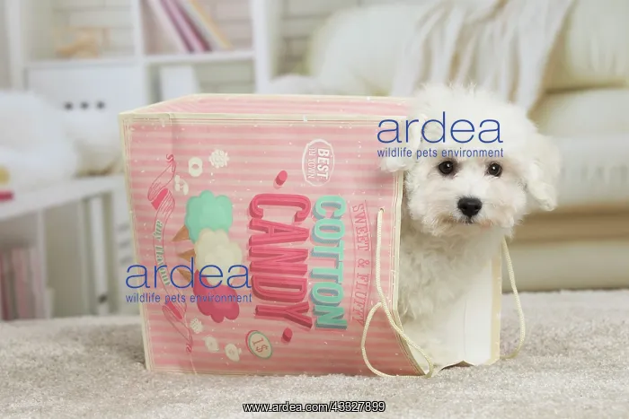 : 80194386 Dog - Bichon Frise puppy Jean-Michel Labat : 80194386 Dog - Bichon Frise puppy Jean-Michel Labat