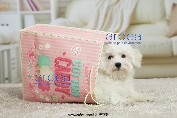 : 80194387 Dog - Bichon Frise puppy Jean-Michel Labat : 80194387 Dog - Bichon Frise puppy Jean-Michel Labat