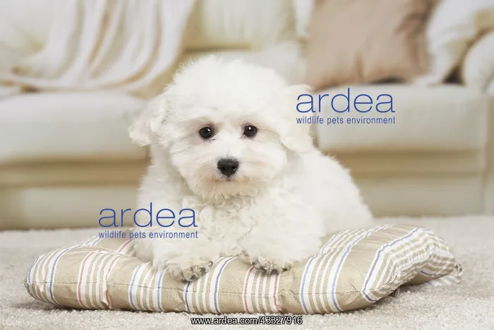 : 80194388 Dog - Bichon Frise puppy Jean-Michel Labat : 80194388 Dog - Bichon Frise puppy Jean-Michel Labat