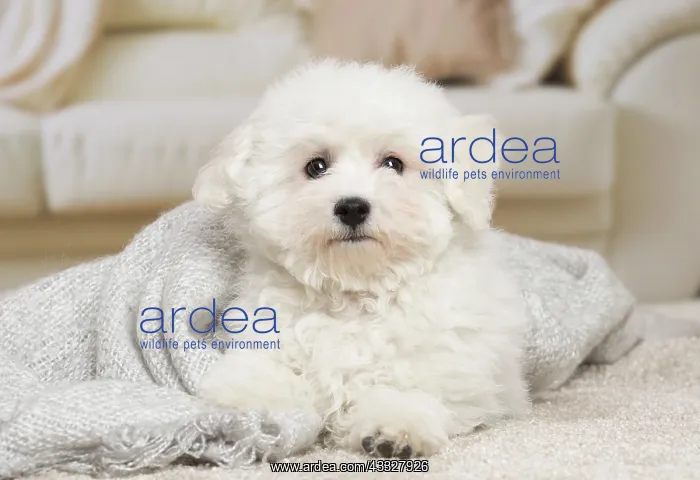 : 80194389 Dog - Bichon Frise puppy Jean-Michel Labat : 80194389 Dog - Bichon Frise puppy Jean-Michel Labat