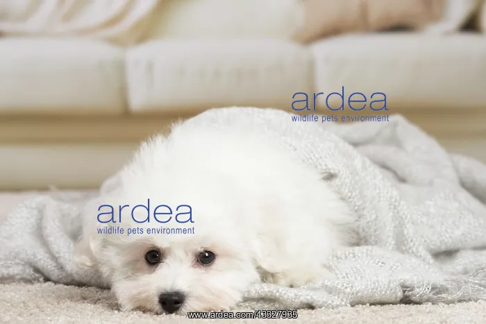: 80194390 Dog - Bichon Frise puppy Jean-Michel Labat : 80194390 Dog - Bichon Frise puppy Jean-Michel Labat