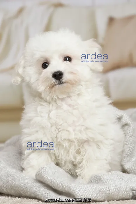 : 80194391 Dog - Bichon Frise puppy Jean-Michel Labat : 80194391 Dog - Bichon Frise puppy Jean-Michel Labat