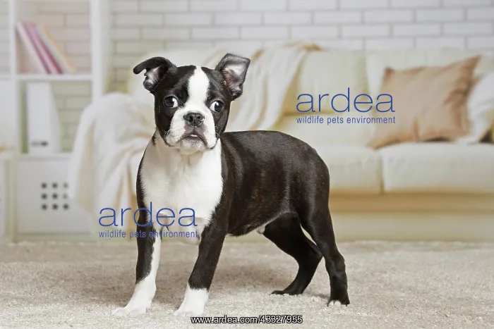 : 80194392 Dog - Boston Terrier puppy Jean-Michel : 80194392 Dog - Boston Terrier puppy Jean-Michel