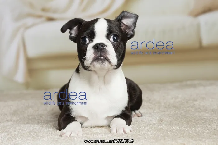 : 80194393 Dog - Boston Terrier puppy Jean-Michel : 80194393 Dog - Boston Terrier puppy Jean-Michel