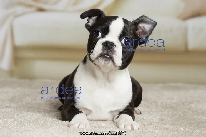 : 80194394 Dog - Boston Terrier puppy Jean-Michel : 80194394 Dog - Boston Terrier puppy Jean-Michel