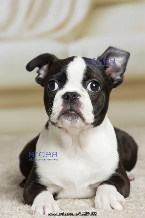 : 80194395 Dog - Boston Terrier puppy Jean-Michel : 80194395 Dog - Boston Terrier puppy Jean-Michel