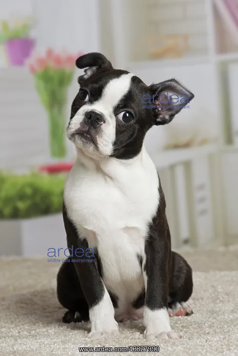 : 80194396 Dog - Boston Terrier puppy Jean-Michel : 80194396 Dog - Boston Terrier puppy Jean-Michel