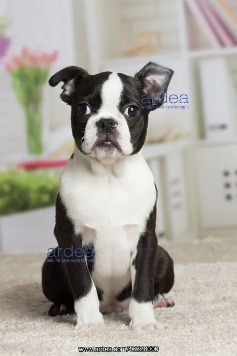 : 80194397 Dog - Boston Terrier puppy Jean-Michel : 80194397 Dog - Boston Terrier puppy Jean-Michel