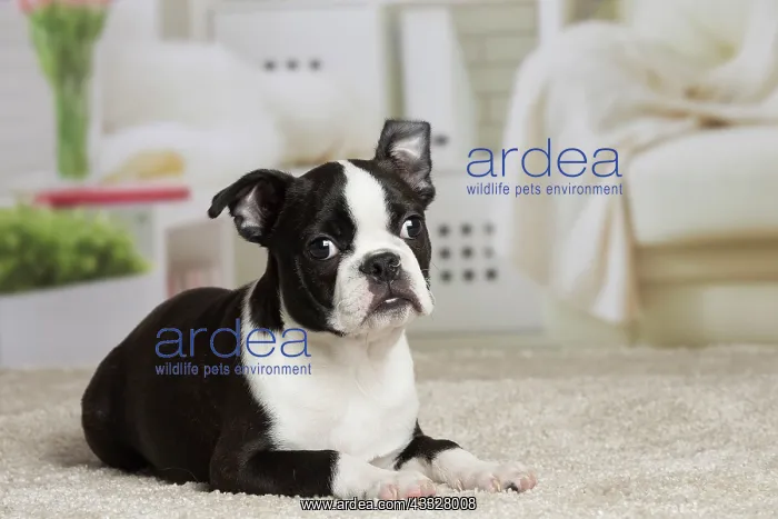 : 80194398 Dog - Boston Terrier puppy Jean-Michel : 80194398 Dog - Boston Terrier puppy Jean-Michel