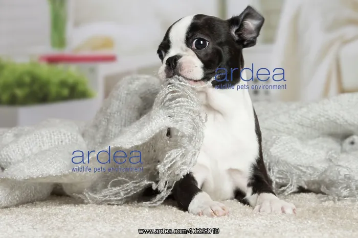 : 80194399 Dog - Boston Terrier puppy Jean-Michel : 80194399 Dog - Boston Terrier puppy Jean-Michel