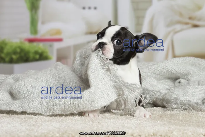  : 80194400 Dog - Boston Terrier puppy Jean-Michel