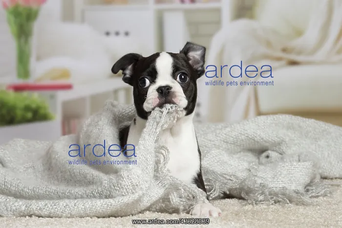 : 80194401 Dog - Boston Terrier puppy Jean-Michel : 80194401 Dog - Boston Terrier puppy Jean-Michel