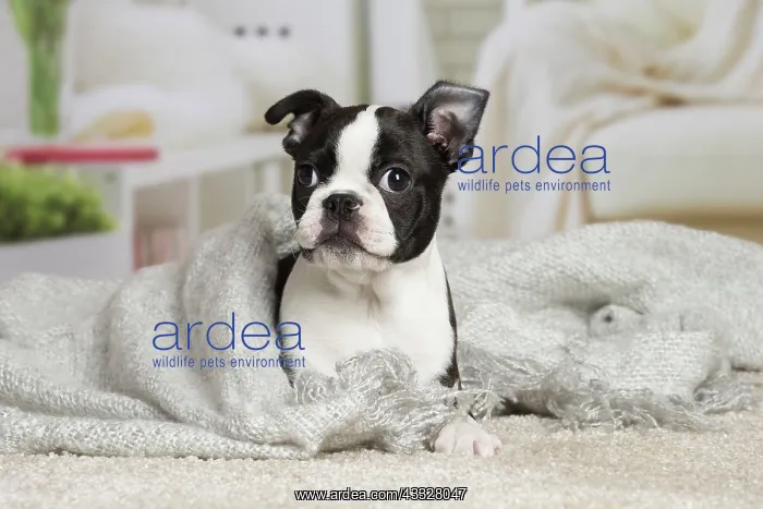 : 80194402 Dog - Boston Terrier puppy Jean-Michel : 80194402 Dog - Boston Terrier puppy Jean-Michel
