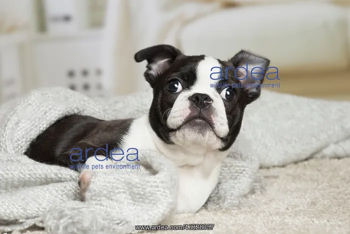: 80194403 Dog - Boston Terrier puppy Jean-Michel : 80194403 Dog - Boston Terrier puppy Jean-Michel