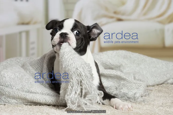 : 80194404 Dog - Boston Terrier puppy Jean-Michel : 80194404 Dog - Boston Terrier puppy Jean-Michel