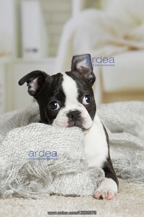 : 80194405 Dog - Boston Terrier puppy Jean-Michel : 80194405 Dog - Boston Terrier puppy Jean-Michel