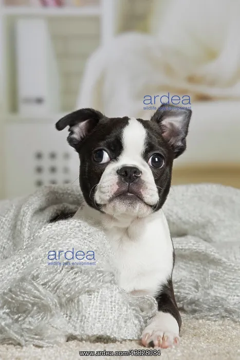  : 80194406 Dog - Boston Terrier puppy Jean-Michel