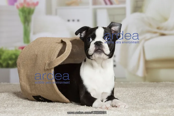 : 80194407 Dog - Boston Terrier puppy Jean-Michel : 80194407 Dog - Boston Terrier puppy Jean-Michel