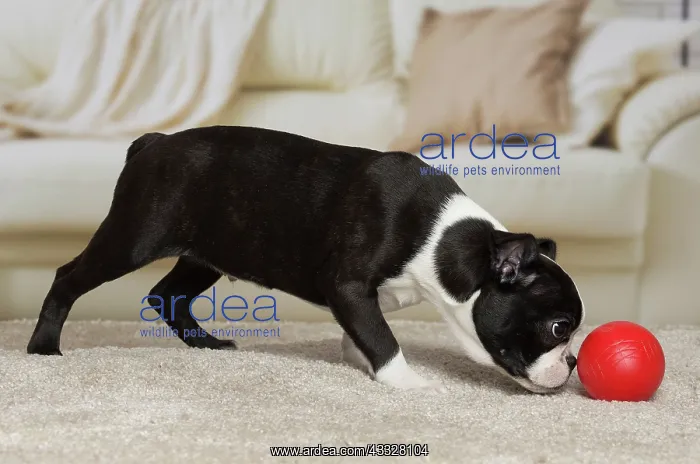 : 80194408 Dog - Boston Terrier puppy Jean-Michel : 80194408 Dog - Boston Terrier puppy Jean-Michel