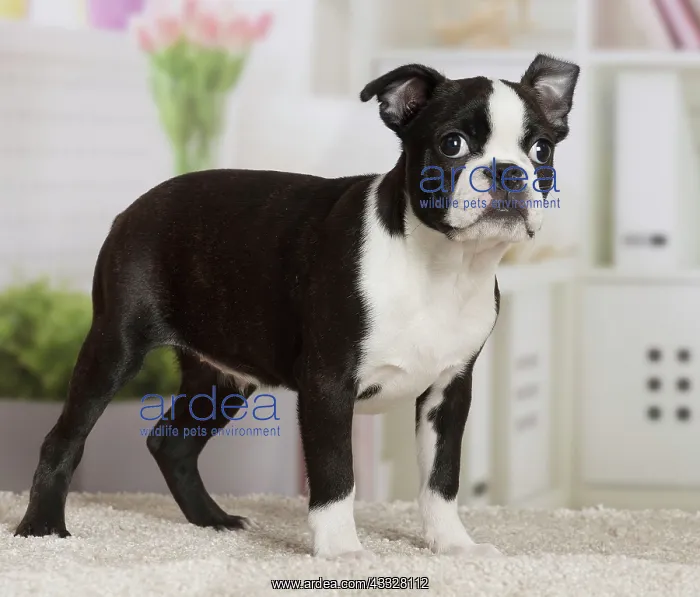 : 80194409 Dog - Boston Terrier puppy Jean-Michel : 80194409 Dog - Boston Terrier puppy Jean-Michel