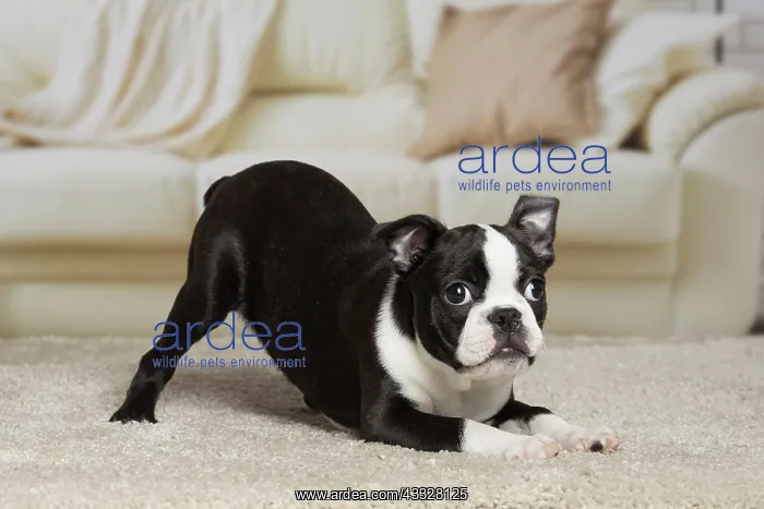 : 80194411 Dog - Boston Terrier puppy Jean-Michel : 80194411 Dog - Boston Terrier puppy Jean-Michel