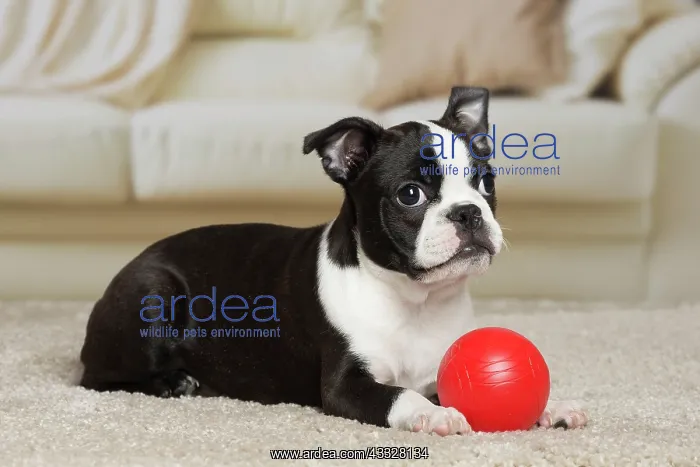 : 80194412 Dog - Boston Terrier puppy Jean-Michel : 80194412 Dog - Boston Terrier puppy Jean-Michel