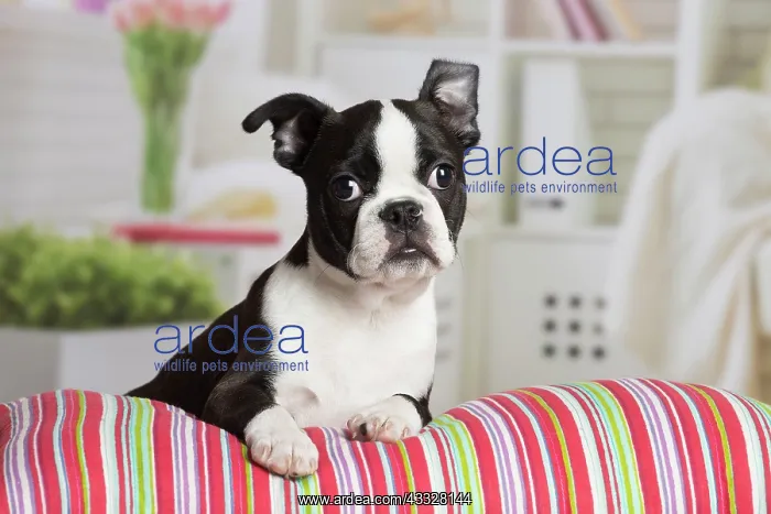 : 80194413 Dog - Boston Terrier puppy Jean-Michel : 80194413 Dog - Boston Terrier puppy Jean-Michel